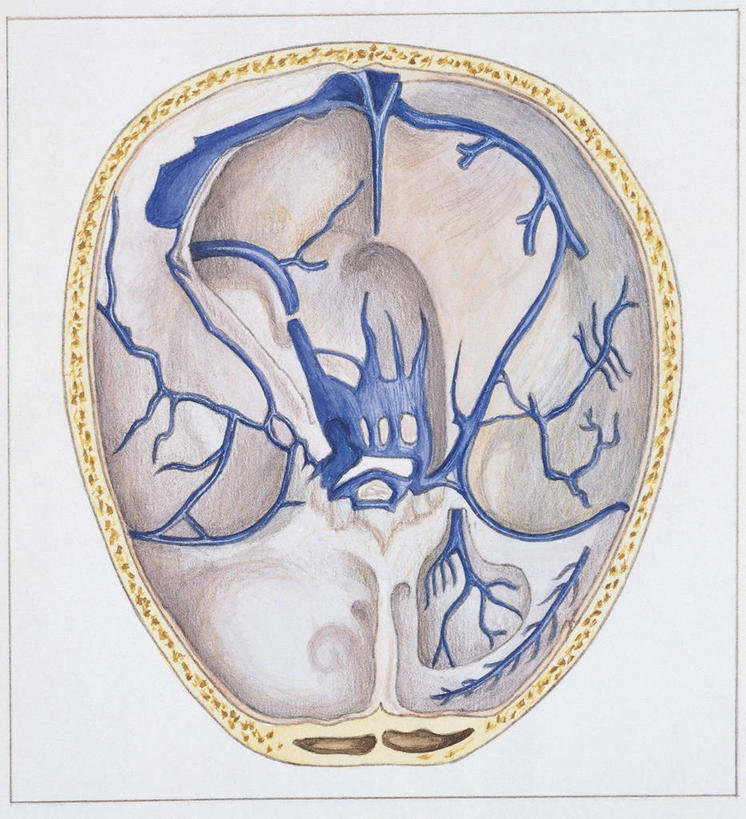 头,颅骨,脑,骨骼,无人,竖图,方图,俯视,插画,白色背景,数码,科技,阴影,科学,网络,人头骨,高光,几何,计算机图形,合成,图画,画,蓝色,白色,人体,电脑合成图,数码合成图,生物学,合成图,横截面,漫画,写实,具体,具象,硬脑膜,人体结构,头部,彩图,高角度拍摄,脑膜