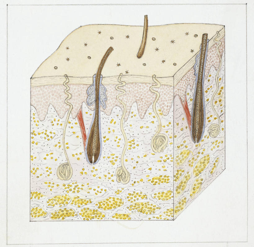 头发,无人,横图,方图,插画,白色背景,数码,科技,阴影,科学,网络,高光,几何,计算机图形,立方体,合成,图画,画,白色,人体,皮肤,电脑合成图,数码合成图,生物学,合成图,横截面,漫画,真皮,写实,具体,具象,三维图形,人体结构,彩图