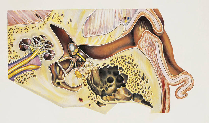 耳朵,无人,横图,插画,白色背景,数码,科技,阴影,科学,网络,高光,几何,计算机图形,合成,图画,画,白色,人体,电脑合成图,数码合成图,生物学,合成图,横截面,漫画,写实,具体,具象,内耳,内听道,人体结构,耳,耳部,彩图,感知