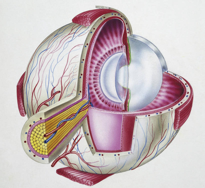 眼睛,无人,横图,插画,白色背景,数码,科技,瞳孔,阴影,科学,网络,高光,几何,计算机图形,合成,图画,画,一个,白色,球体,人体,眼部,单个,电脑合成图,数码合成图,视力,生物学,眼球,合成图,漫画,写实,具体,具象,三维图形,硬脑膜,人体结构,眼,彩图,感知