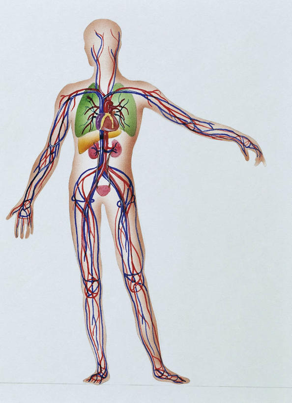 血管,无人,竖图,插画,白色背景,数码,科技,阴影,科学,网络,高光,几何,计算机图形,合成,图画,画,白色,人体,摄影,电脑合成图,数码合成图,生物学,心血管系统,合成图,漫画,生理学,写实,具体,具象,淋巴系统,人体结构,彩图