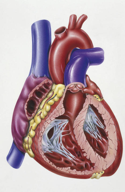 内脏,肺,动脉,静脉,肌肉,血管,健壮,无人,竖图,插画,白色背景,数码,科技,阴影,科学,网络,医学,高光,几何,计算机图形,合成,图画,画,白色,健康,活力,力量,人体,摄影,青春,电脑合成图,数码合成图,生物学,心血管系统,人体器官,强壮,器官,合成图,横截面,漫画,左心房,心房,心室,生理学,写实,具体,具象,右心室,呼吸系统,主动脉,右心房,左心室,人体结构,自然科学,博物学,生物科学,肺部,肺脏,彩图