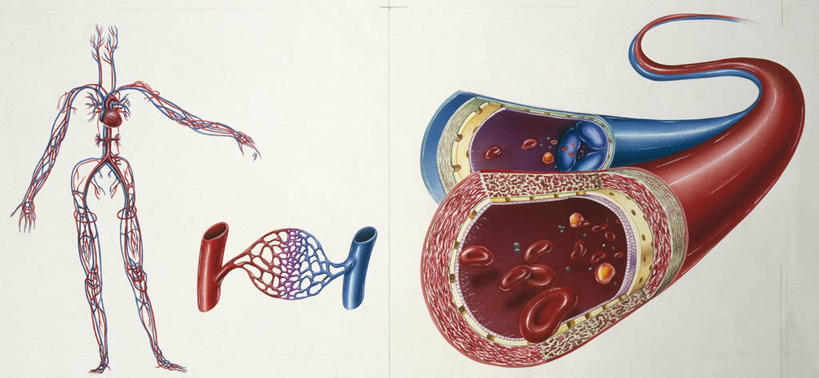 动脉,血管,毛细血管,无人,横图,全景,插画,白色背景,数码,科技,阴影,科学,网络,高光,几何,计算机图形,合成,图画,画,白色,人体,摄影,电脑合成图,数码合成图,生物学,心血管系统,合成图,漫画,生理学,写实,具体,具象,人体结构,彩图