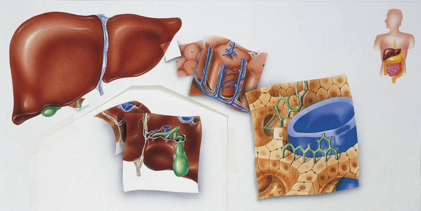 肝脏,无人,横图,插画,白色背景,数码,科技,阴影,科学,网络,高光,几何,计算机图形,合成,图画,画,白色,人体,摄影,电脑合成图,数码合成图,生物学,合成图,横截面,漫画,生理学,写实,具体,具象,肠道,消化道,吸收,消化管,人体结构,消化,排泄,摄取,彩图,消化腺,转运,消化系统