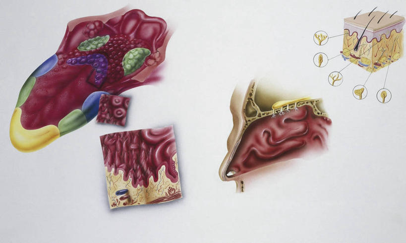 眼睛,鼻子,嘴,无人,横图,插画,白色背景,数码,科技,瞳孔,阴影,科学,网络,高光,几何,计算机图形,合成,图画,闻,饮食,画,白色,人体,眼部,摄影,皮肤,电脑合成图,数码合成图,生物学,合成图,横截面,漫画,生理学,写实,具体,具象,人体结构,舌头,味蕾,鼻,鼻孔,口,口腔,眼,嘴巴,嘴唇,触摸,彩图,受体,神经系统,尝,感知