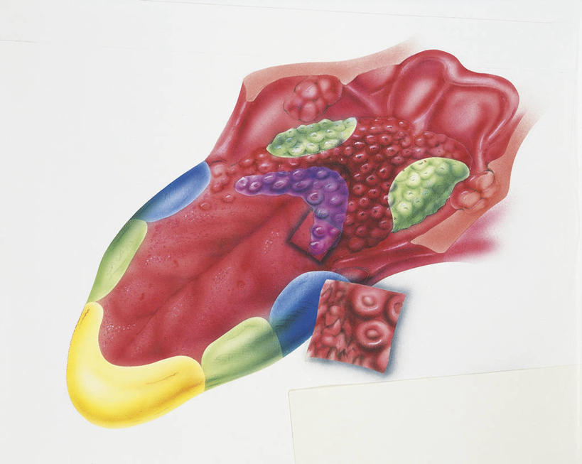 嘴,无人,横图,插画,白色背景,数码,科技,阴影,科学,网络,高光,几何,计算机图形,合成,图画,饮食,画,白色,人体,摄影,皮肤,电脑合成图,数码合成图,生物学,合成图,漫画,生理学,写实,具体,具象,人体结构,舌头,味蕾,口,口腔,嘴巴,嘴唇,触摸,彩图,受体,神经系统,尝,感知