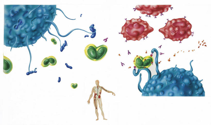 无人,横图,插画,白色背景,数码,科技,阴影,科学,网络,高光,几何,计算机图形,合成,图画,画,白色,人体,摄影,保护,电脑合成图,数码合成图,生物学,合成图,漫画,生理学,写实,具体,具象,单核细胞,免疫系统,真核生物,人体结构,微生物学,彩图