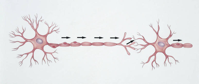 无人,横图,全景,插画,白色背景,通讯,数码,科技,指示牌,阴影,科学,网络,标志,文字,细胞,高光,几何,计算机图形,联系,合成,图画,方向,标识,箭头,画,白色,人体,电脑合成图,数码合成图,生物学,指向,合成图,漫画,神经元,生理学,写实,具体,具象,簇,突触,神经传导,人体结构,彩图,神经系统