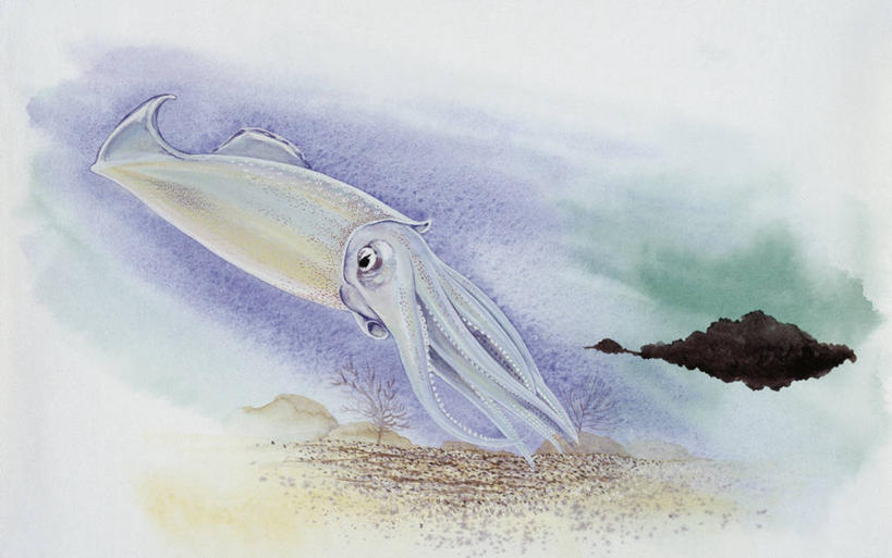 游泳,无人,横图,室外,水下,野生动物,墨水,无脊椎动物,自然,动物,软体动物,环境,古代史,地质学,史前时代,彩图,过去,古生物学