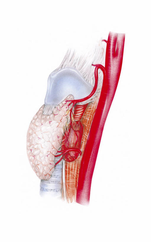 无人,竖图,插画,白色背景,数码,科技,阴影,科学,网络,高光,几何,计算机图形,合成,图画,画,白色,生病,人体,摄影,生长,电脑合成图,数码合成图,疾病,生物学,合成图,横截面,漫画,生理学,写实,具体,具象,内分泌系统,人体结构,彩图,腺瘤