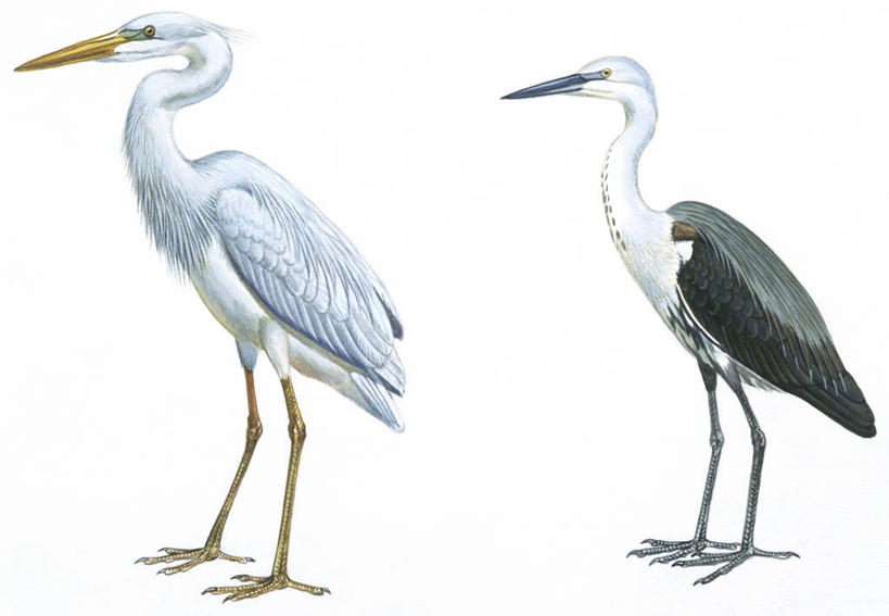 无人,横图,插画,白色背景,侧面,数码,科技,鸟,野生动物,阴影,科学,网络,苍鹭,鸟类,高光,几何,计算机图形,合成,图画,画,白色,自然,动物,两只,环境,电脑合成图,数码合成图,生物学,鹳,合成图,漫画,大蓝苍鹭,写实,具体,具象,白颈鹭,灰鹳,彩图,动物学