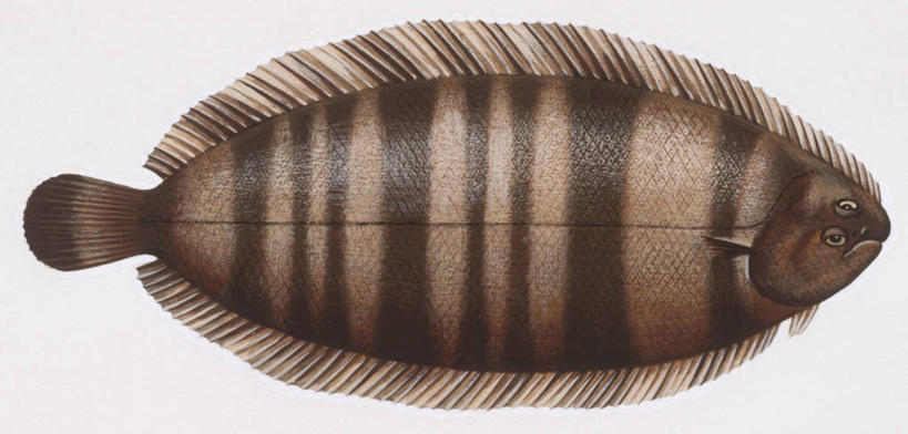 无人,横图,全景,俯视,插画,白色背景,数码,科技,比目鱼,阴影,科学,网络,高光,几何,计算机图形,合成,图画,画,白色,自然,动物,环境,电脑合成图,数码合成图,生物学,鳍,合成图,咸水鱼,漫画,写实,具体,具象,背鳍,彩图,高角度拍摄,动物学