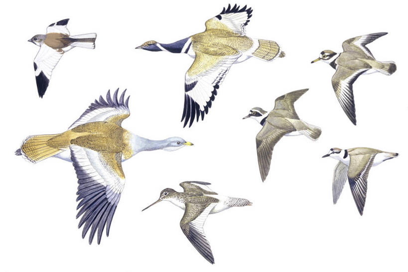 无人,横图,插画,白色背景,数码,科技,野生动物,阴影,科学,网络,翅膀,鸟类,高光,几何,计算机图形,合成,图画,飞,画,白色,自然,环境,电脑合成图,数码合成图,生物学,合成图,漫画,写实,具体,具象,大鸨,黑水鸡,鸻,环颈鸻,金眶鸻,鸨,彩图,动物学