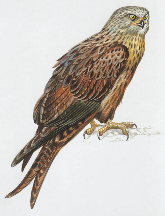 无人,竖图,插画,室外,白色背景,数码,科技,野生动物,阴影,科学,网络,鸟类,高光,几何,计算机图形,合成,图画,画,白色,自然,动物,环境,电脑合成图,数码合成图,生物学,合成图,漫画,写实,具体,具象,彩图,动物学,赤鸢