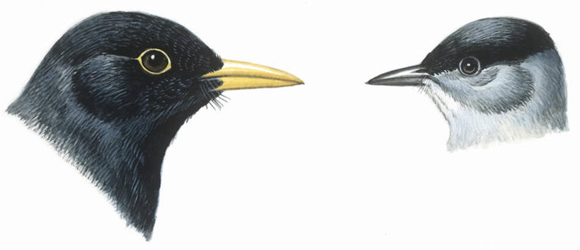 无人,横图,全景,插画,特写,白色背景,侧面,数码,科技,鸟,野生动物,阴影,科学,网络,鸟类,高光,几何,计算机图形,合成,图画,画,白色,自然,动物,两只,栖息,环境,电脑合成图,数码合成图,生物学,合成图,漫画,写实,具体,具象,鸣鸟,彩图,动物学