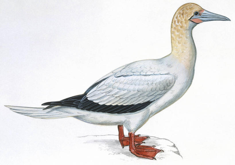 无人,横图,插画,白色背景,侧面,数码,科技,海鸟,野生动物,阴影,科学,网络,鸟类,高光,几何,计算机图形,合成,图画,画,白色,自然,动物,环境,电脑合成图,数码合成图,生物学,合成图,漫画,写实,具体,具象,岩石,彩图,红足结巴鸟,动物学