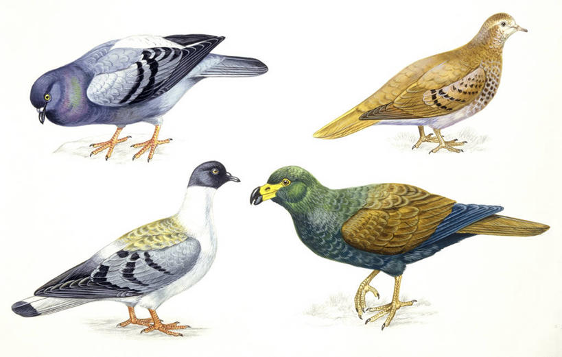 无人,横图,插画,白色背景,侧面,数码,科技,鸽子,野生动物,四只,阴影,科学,网络,鸟类,高光,几何,计算机图形,合成,图画,画,白色,自然,环境,电脑合成图,数码合成图,生物学,合成图,漫画,写实,具体,具象,原鸽,彩图,动物学