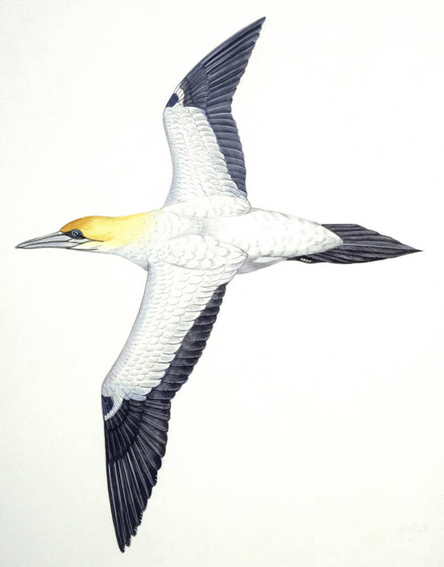 无人,竖图,插画,白色背景,侧面,数码,科技,海鸟,野生动物,阴影,科学,网络,翅膀,鸟类,高光,几何,计算机图形,合成,图画,飞,画,白色,自然,动物,环境,电脑合成图,数码合成图,生物学,合成图,漫画,写实,具体,具象,鲣鸟,彩图,动物学