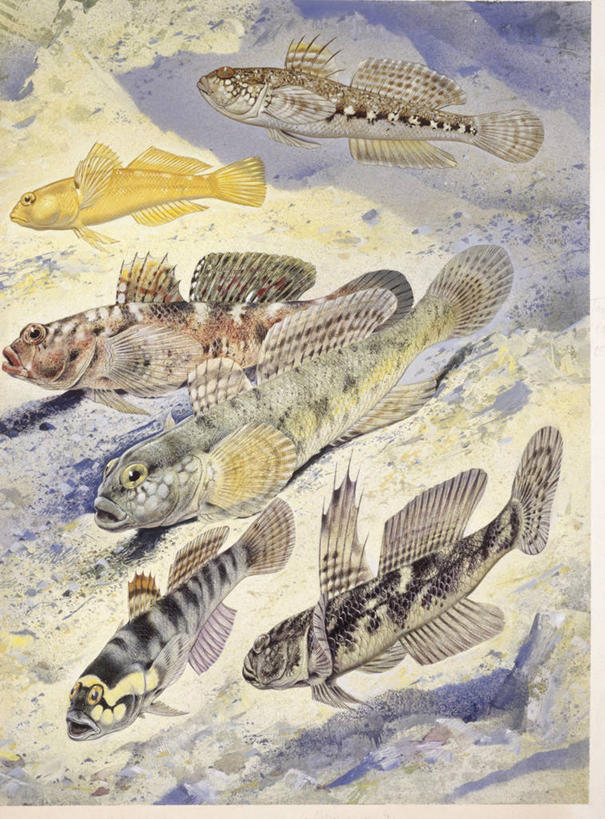 无人,竖图,插画,数码,科技,水下,鲟鱼,阴影,科学,网络,高光,几何,计算机图形,合成,图画,画,自然,多样,环境,电脑合成图,数码合成图,生物学,合成图,白鲸,咸水鱼,漫画,写实,具体,具象,鲟,彩图,欧洲鳇,动物学