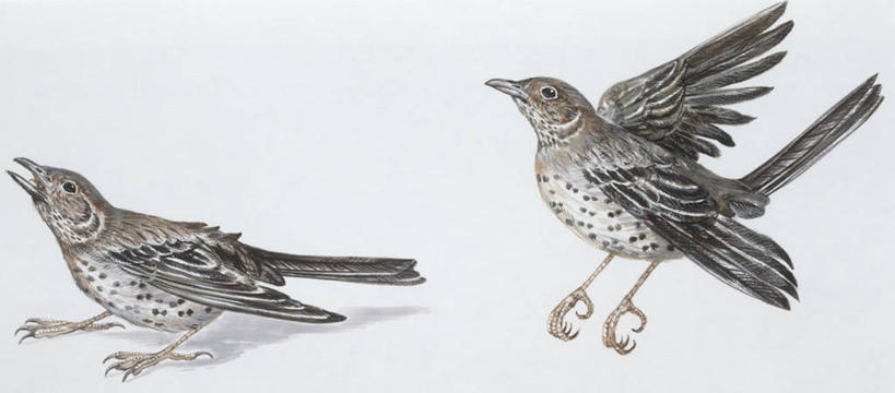 无人,坐,横图,全景,插画,白色背景,数码,科技,野生动物,阴影,科学,网络,画眉,鸟类,高光,几何,计算机图形,合成,图画,飞,画,白色,自然,动物,两只,环境,电脑合成图,数码合成图,生物学,合成图,漫画,写实,具体,具象,槲鸫,彩图,动物学