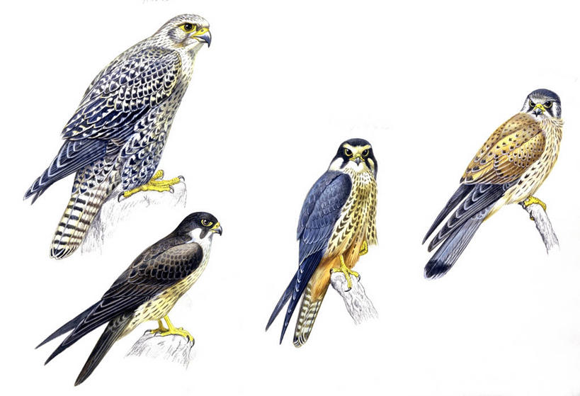 无人,横图,插画,白色背景,数码,科技,野生动物,四只,阴影,科学,网络,鸟类,高光,几何,计算机图形,合成,图画,画,白色,自然,栖息,环境,电脑合成图,数码合成图,生物学,合成图,漫画,猎鹰,矛隼,写实,具体,具象,红隼,彩图,动物学