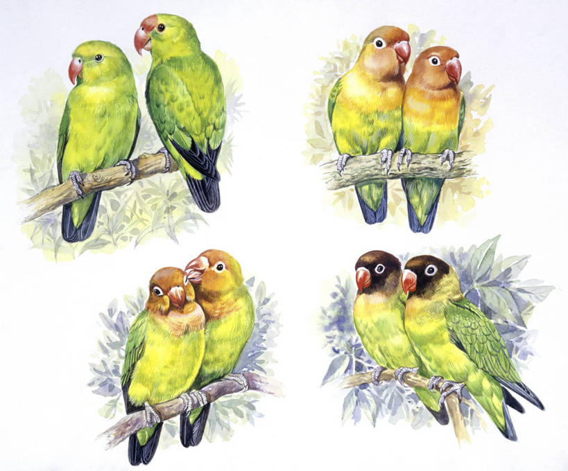 无人,横图,插画,白色背景,数码,科技,野生动物,鹦鹉,阴影,并排,科学,网络,鸟类,枝,高光,几何,计算机图形,合成,图画,画,白色,自然,栖息,环境,电脑合成图,数码合成图,生物学,合成图,漫画,写实,具体,具象,热带鸟,红牡丹鹦鹉,彩图,伴侣,动物学,挨着