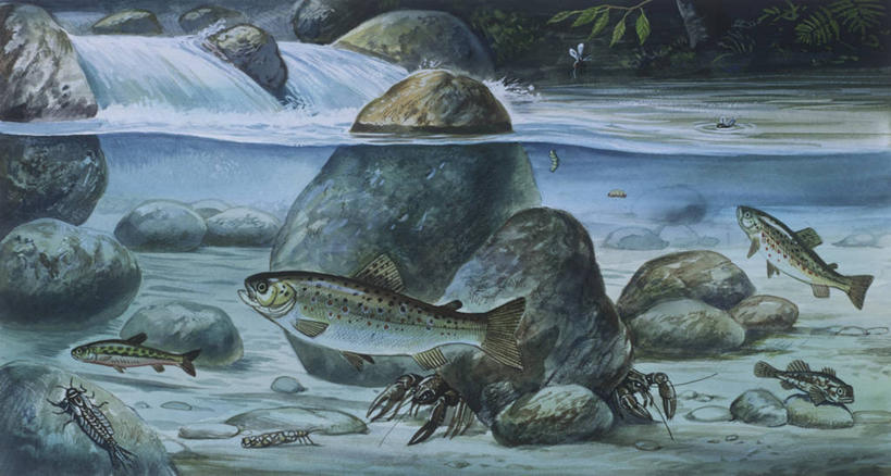 游泳,无人,横图,插画,室外,数码,科技,水下,海洋,瀑布,水,野生动物,阴影,科学,网络,螃蟹,流水,高光,几何,计算机图形,合成,图画,鱼类,画,小溪,自然,多样,淡水鱼,环境,电脑合成图,数码合成图,生物学,合成图,漫画,写实,具体,具象,岩石,彩图,动物学,淡水