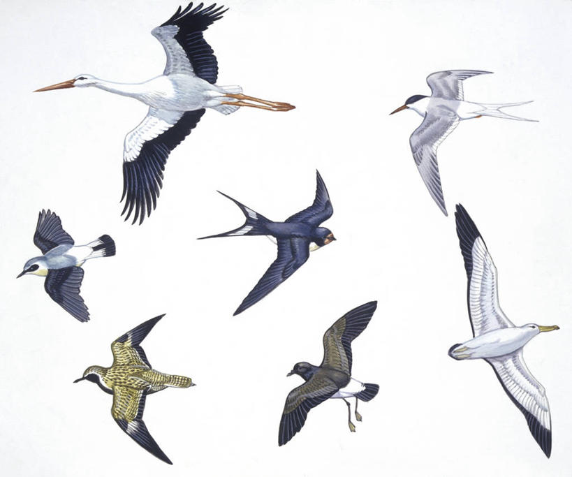 无人,横图,插画,室内,白色背景,侧面,数码,科技,鸟,野生动物,信天翁,燕子,阴影,科学,网络,鸟类,高光,几何,计算机图形,合成,图画,飞,画,白色,自然,多样,环境,电脑合成图,数码合成图,生物学,鹳,合成图,白鹳,漫画,写实,具体,具象,家燕,漂泊信天翁,海燕,彩图,影棚拍摄,动物学