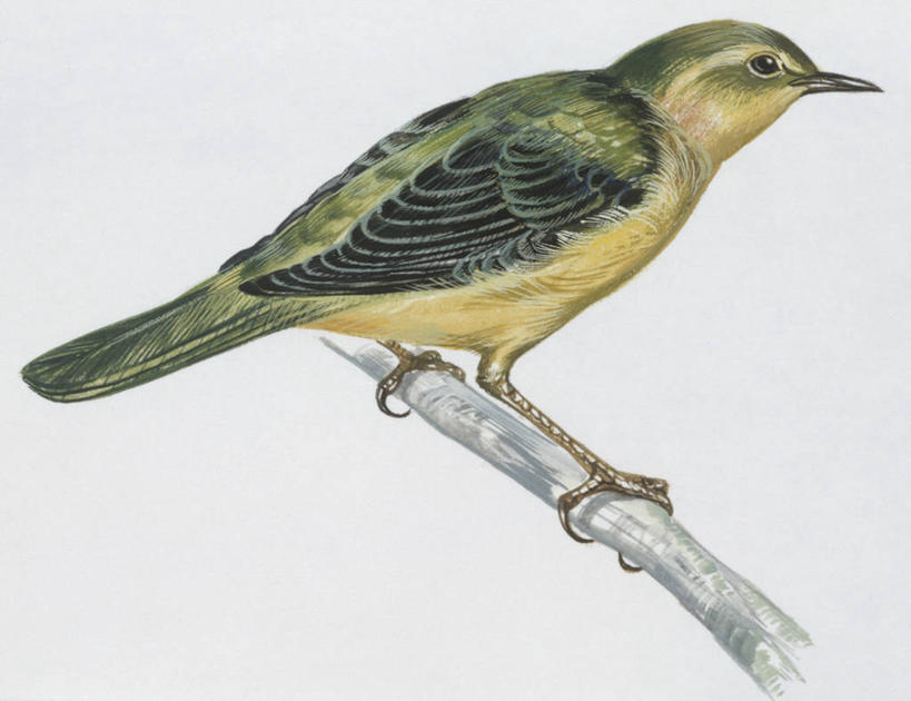 无人,横图,插画,白色背景,侧面,数码,科技,野生动物,阴影,科学,网络,鸟类,枝,高光,几何,计算机图形,合成,图画,画,白色,自然,动物,栖息,环境,电脑合成图,数码合成图,生物学,合成图,漫画,写实,具体,具象,嫩枝,鸣鸟,彩图,动物学