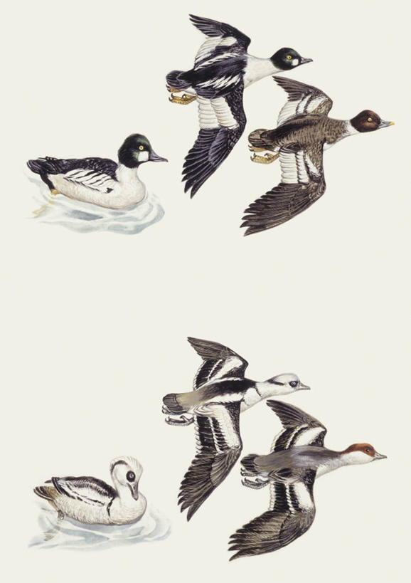 无人,竖图,插画,白色背景,数码,科技,野生动物,阴影,科学,网络,高光,几何,计算机图形,合成,图画,飞,画,白色,自然,环境,电脑合成图,数码合成图,生物学,合成图,漫画,写实,具体,具象,鹊鸭,彩图,动物学