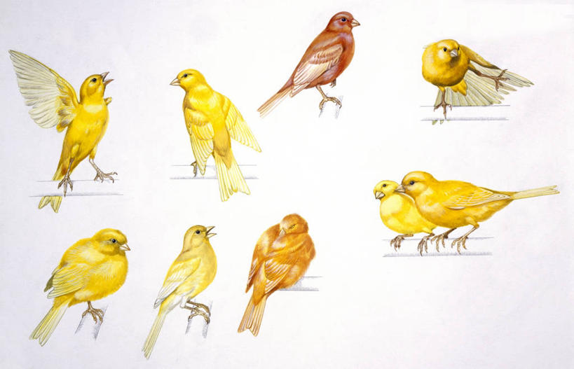 无人,横图,插画,白色背景,数码,科技,野生动物,阴影,科学,网络,鸟类,高光,几何,计算机图形,合成,图画,画,白色,自然,栖息,多样,环境,电脑合成图,数码合成图,生物学,姿态,合成图,漫画,金丝雀,写实,具体,具象,彩图,动物行为,动物学