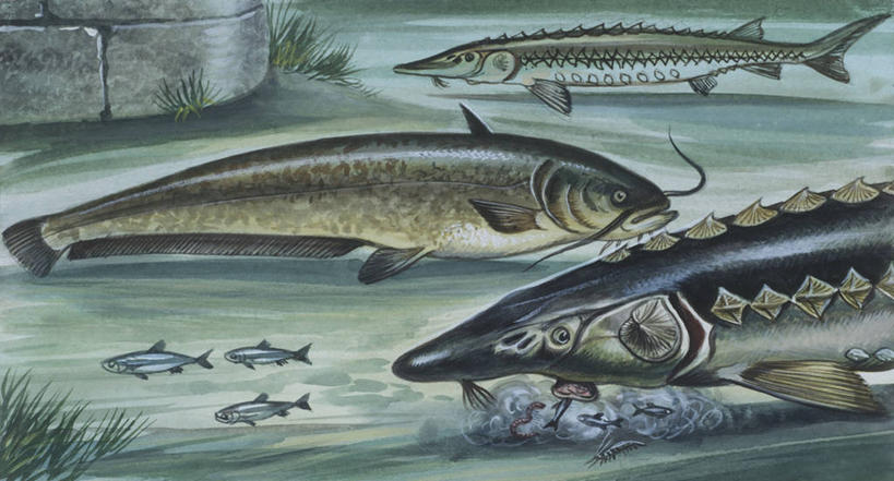 游泳,无人,横图,插画,室外,数码,科技,海洋,河流,水,鲶鱼,野生动物,鲟鱼,阴影,科学,网络,鱼群,流水,高光,几何,计算机图形,合成,图画,鱼类,画,自然,多样,淡水鱼,环境,电脑合成图,数码合成图,生物学,合成图,咸水鱼,漫画,写实,具体,具象,彩图,动物学,淡水