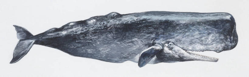 无人,横图,全景,插画,白色背景,侧面,数码,科技,哺乳动物,野生动物,阴影,科学,网络,高光,几何,计算机图形,合成,图画,画,白色,自然,动物,鲸,环境,电脑合成图,数码合成图,生物学,鳍,合成图,漫画,写实,具体,具象,鲸类,抹香鲸,彩图,动物学