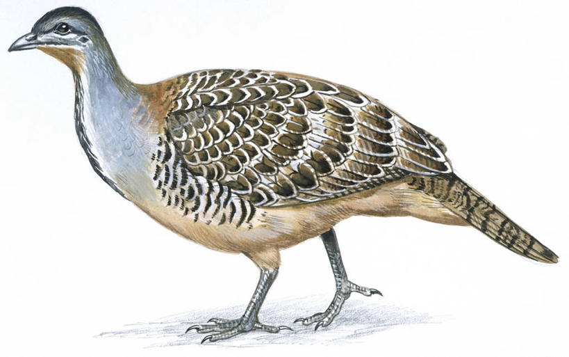 无人,横图,插画,白色背景,侧面,数码,科技,鸟,野生动物,雉,阴影,科学,网络,鸟类,高光,几何,计算机图形,合成,图画,画,白色,自然,动物,环境,电脑合成图,数码合成图,生物学,合成图,漫画,写实,具体,具象,步行,彩图,鸡形目,动物学