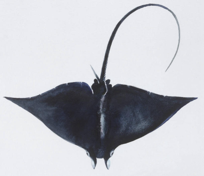 无人,横图,竖图,俯视,插画,白色背景,数码,科技,阴影,科学,网络,高光,几何,计算机图形,合成,图画,鱼类,画,白色,自然,动物,环境,电脑合成图,数码合成图,生物学,合成图,漫画,魟,写实,具体,具象,彩图,高角度拍摄,动物学,软骨鱼纲