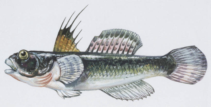 无人,横图,全景,插画,白色背景,侧面,数码,科技,阴影,科学,网络,鱼,高光,几何,计算机图形,合成,图画,鱼类,画,白色,自然,动物,鲈鱼,环境,电脑合成图,数码合成图,生物学,鳍,合成图,咸水鱼,漫画,写实,具体,具象,背鳍,花鲈,鲈板,鲈子鱼,虾虎鱼,彩图,动物学