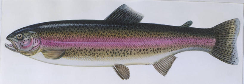 无人,横图,全景,插画,室内,白色背景,侧面,数码,科技,海洋,水,野生动物,鳟鱼,阴影,科学,网络,高光,几何,计算机图形,合成,图画,画,白色,自然,动物,打开,淡水鱼,环境,电脑合成图,数码合成图,生物学,虹鳟,虹鳟鱼,开启,合成图,漫画,写实,具体,具象,彩图,影棚拍摄,动物学,淡水