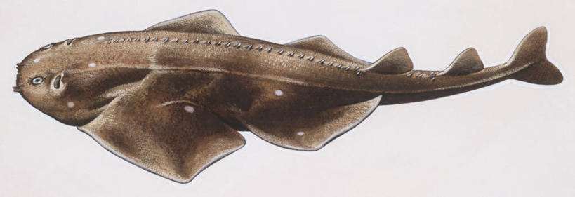 无人,横图,全景,插画,白色背景,侧面,数码,科技,鲨鱼,阴影,科学,网络,高光,几何,计算机图形,合成,图画,鱼类,画,白色,自然,动物,环境,电脑合成图,数码合成图,生物学,鳍,合成图,漫画,写实,具体,具象,背鳍,彩图,动物学,软骨鱼纲