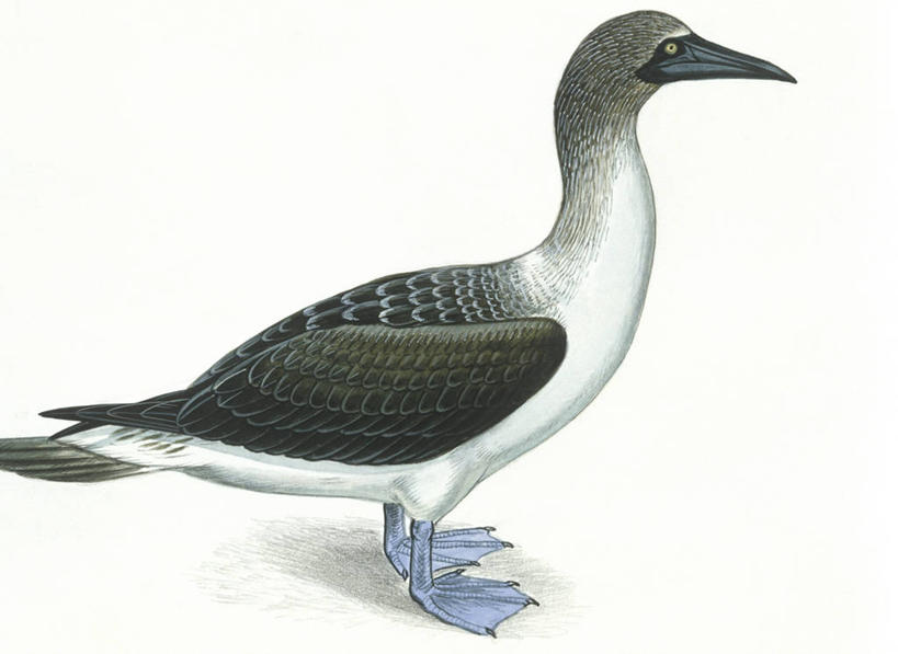 无人,横图,插画,白色背景,侧面,数码,科技,海鸟,鸟,野生动物,阴影,科学,网络,鸟类,高光,几何,计算机图形,合成,图画,画,白色,自然,动物,环境,电脑合成图,数码合成图,生物学,合成图,漫画,写实,具体,具象,鲣鸟,结巴鸟,蓝脚鲣鸟,彩图,动物学