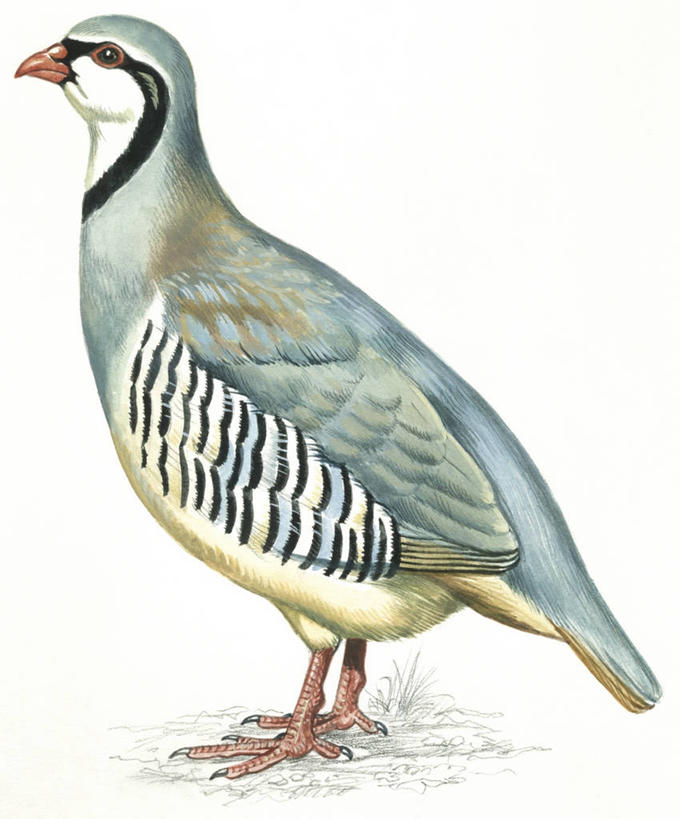 无人,站,竖图,插画,白色背景,侧面,数码,科技,野生动物,阴影,科学,网络,鸟类,高光,几何,计算机图形,合成,图画,画,白色,自然,动物,环境,电脑合成图,数码合成图,生物学,合成图,漫画,写实,具体,具象,彩图,鸡形目,动物学