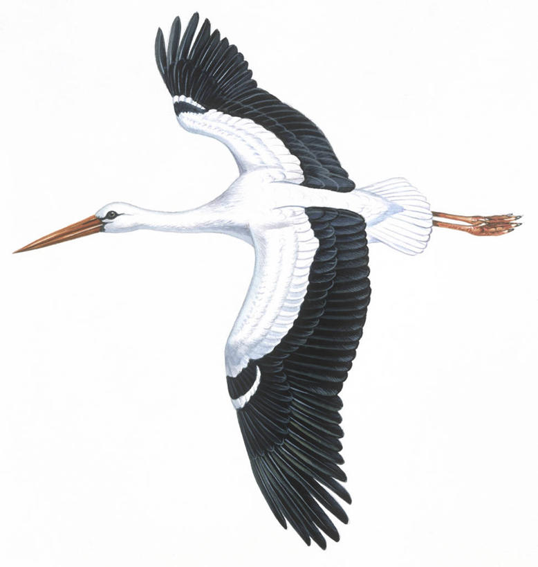 无人,横图,竖图,方图,插画,室内,白色背景,侧面,数码,科技,野生动物,阴影,科学,网络,鸟类,高光,几何,计算机图形,合成,图画,飞,画,白色,自然,动物,环境,电脑合成图,数码合成图,生物学,鹳,合成图,白鹳,漫画,写实,具体,具象,彩图,影棚拍摄,动物学