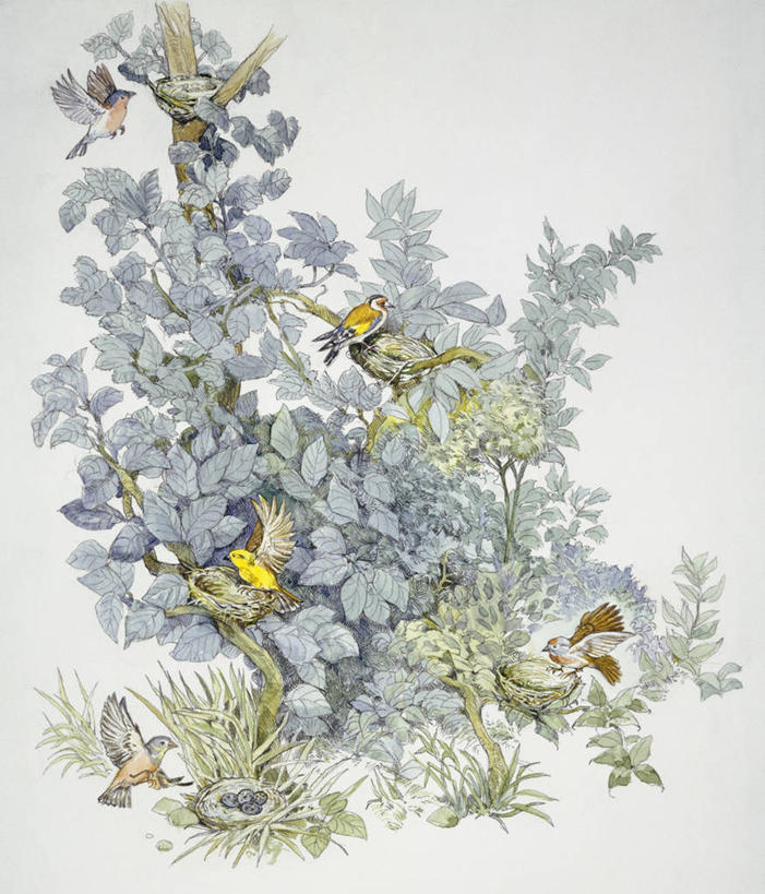 无人,竖图,插画,室外,白天,白色背景,数码,科技,植物,鸟,野生动物,啄木鸟,叶子,阴影,科学,网络,鸟类,鸟巢,坚果,果实,果树,高光,几何,计算机图形,合成,图画,画,树,树木,绿色,白色,自然,干果,栖息,生长,成长,灌木,环境,电脑合成图,数码合成图,生物学,合成图,漫画,榛子,金翅雀,落叶树,写实,具体,具象,山板栗,苍头燕雀,森林医生,彩图,益鸟,动物学