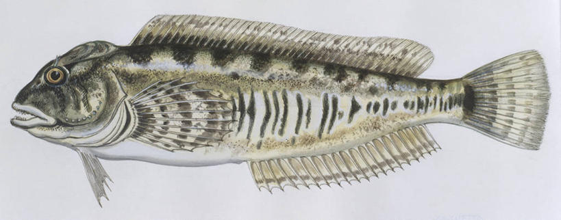 无人,横图,全景,插画,室内,白色背景,侧面,数码,科技,海洋,水,野生动物,阴影,科学,网络,高光,几何,计算机图形,合成,图画,鱼类,画,白色,自然,动物,淡水鱼,环境,电脑合成图,数码合成图,生物学,合成图,漫画,写实,具体,具象,彩图,影棚拍摄,动物学,淡水