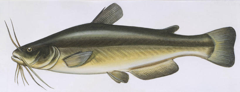 无人,横图,全景,插画,室内,白色背景,侧面,数码,科技,海洋,水,野生动物,阴影,科学,网络,高光,几何,计算机图形,合成,图画,鱼类,画,白色,自然,动物,淡水鱼,环境,电脑合成图,数码合成图,生物学,合成图,漫画,写实,具体,具象,彩图,影棚拍摄,动物学,淡水