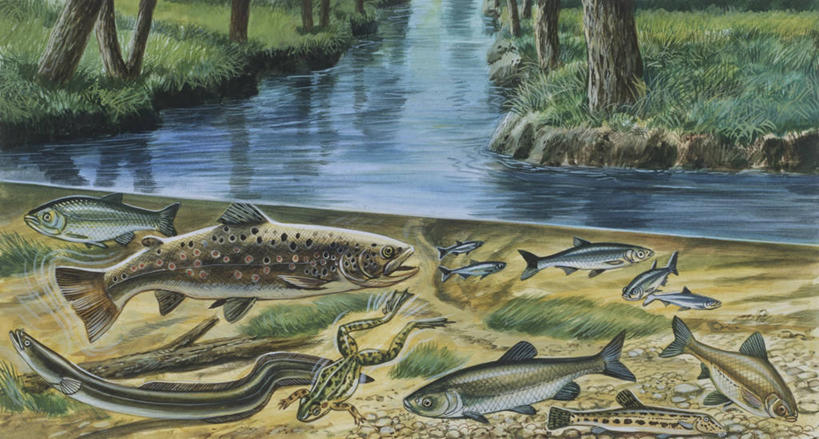 游泳,无人,横图,插画,室外,数码,科技,水下,海洋,水,野生动物,阴影,科学,网络,蛙,池塘,高光,几何,计算机图形,合成,图画,画,自然,多样,淡水鱼,环境,电脑合成图,数码合成图,生物学,合成图,咸水鱼,漫画,写实,具体,具象,咸水鳗,海滩,彩图,动物学,淡水