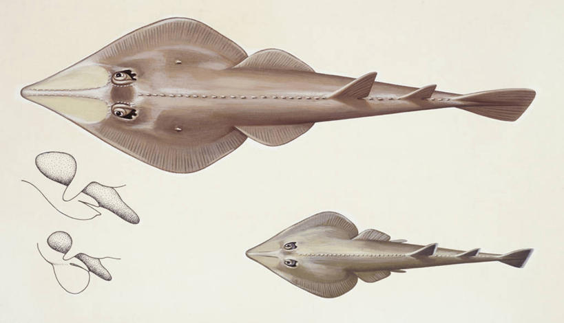无人,横图,全景,俯视,插画,白色背景,数码,科技,四只,阴影,科学,网络,高光,几何,计算机图形,合成,图画,鱼类,画,白色,自然,鳐,环境,电脑合成图,数码合成图,生物学,合成图,漫画,魟,写实,具体,具象,彩图,高角度拍摄,动物学,软骨鱼纲