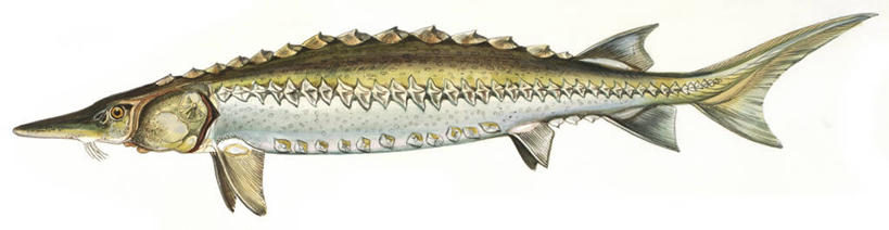 无人,横图,全景,插画,室内,白色背景,侧面,数码,科技,海洋,野生动物,鲟鱼,阴影,科学,网络,高光,几何,计算机图形,合成,图画,画,白色,自然,动物,环境,电脑合成图,数码合成图,锋利,生物学,尖锐,合成图,咸水鱼,漫画,写实,具体,具象,彩图,影棚拍摄,动物学