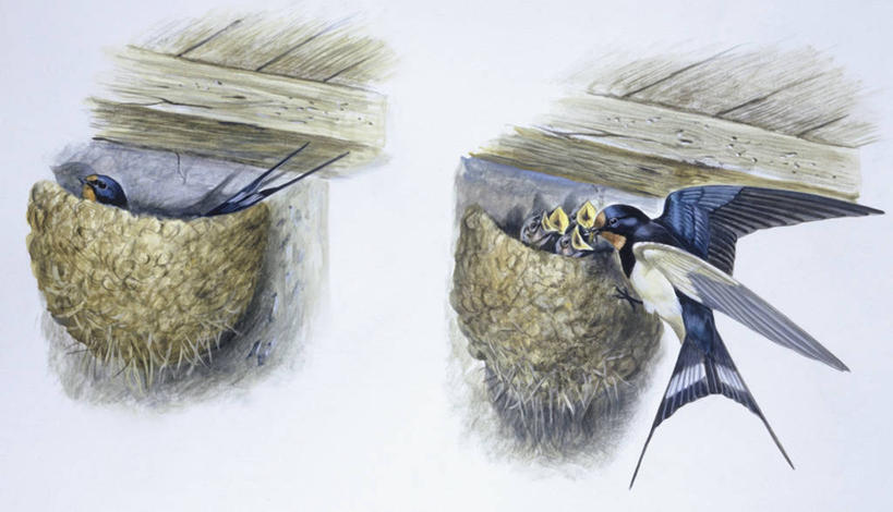 无人,横图,插画,室内,白色背景,数码,科技,野生动物,燕子,阴影,科学,网络,鸟类,鸟巢,高光,几何,计算机图形,合成,图画,画,白色,自然,动物,环境,电脑合成图,数码合成图,生物学,合成图,漫画,写实,具体,具象,家燕,喂养,彩图,动物学