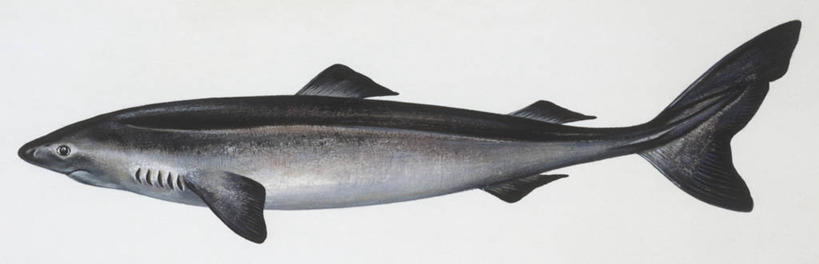 无人,横图,全景,插画,白色背景,侧面,数码,科技,鲨鱼,阴影,科学,网络,高光,几何,计算机图形,合成,图画,鱼类,画,白色,自然,动物,环境,电脑合成图,数码合成图,生物学,鳍,合成图,漫画,写实,具体,具象,背鳍,彩图,动物学,软骨鱼纲