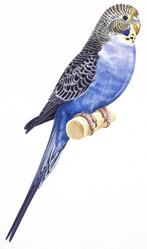 无人,竖图,插画,白色背景,数码,科技,野生动物,鹦鹉,阴影,科学,网络,高光,几何,计算机图形,合成,图画,画,蓝色,白色,自然,动物,栖息,环境,电脑合成图,数码合成图,生物学,合成图,漫画,写实,具体,具象,热带鸟,长尾鹦鹉,虎皮鹦鹉,彩图,动物学